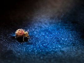 Traveller by Rink Rotteveel