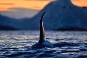 Schwertwal mit riesiger Rückenflosse in den norwegischen Fjorden von Koen Hoekemeijer