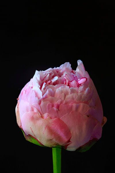 Stillleben mit Pfingstrose von Thomas Jäger