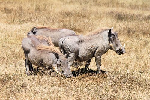 family warthogs