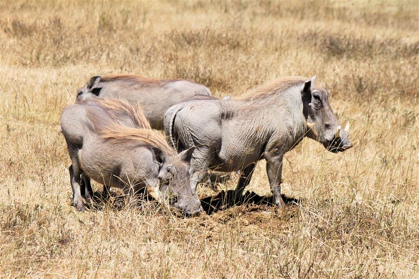 family warthogs by Roger Hagelstein