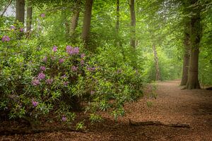 Rhododendron im Wald
