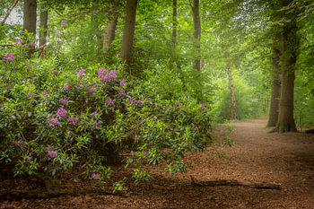 Rhododendron im Wald