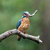 Ijsvogelmet visje van Karin van Rooijen Fotografie