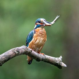 Martin-pêcheur avec poisson sur Karin van Rooijen Fotografie