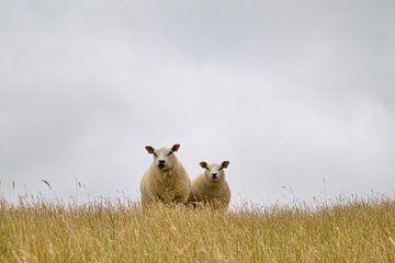 Mutter mit Schaf auf dem Deich von Inge van Zijl