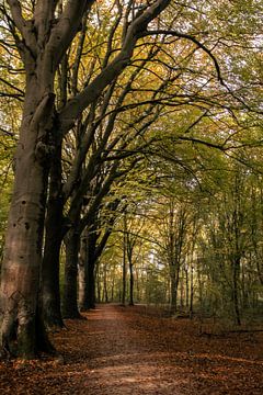 seasons in Wassenaar by Sebastian Stef