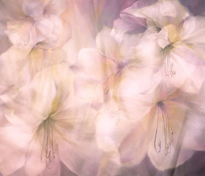 Weiße Blütenträume von Annette Schmucker