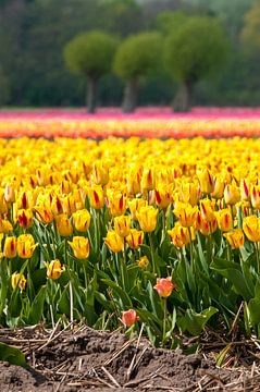Tulpenveld In Egmond Binnen van Fotografie Egmond