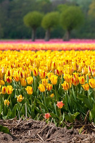 Field of tulips, Egmond Binnen
