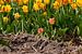 Tulpen, Egmond Binnen von Fotografie Egmond