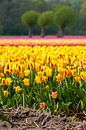 Field of tulips, Egmond Binnen par Fotografie Egmond Aperçu