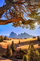 A sunny day on the Alpe di Siusi in the Dolomites.