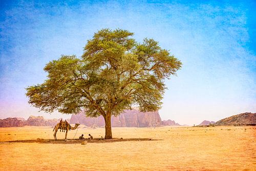 Dromadaire dans le Wadi rum