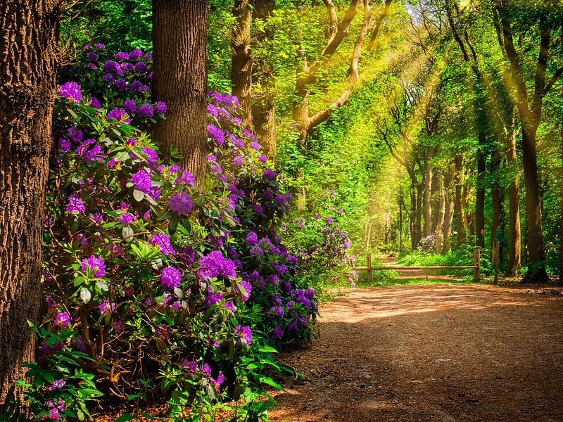 sunbeam by snippefotografie