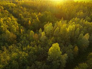 Forêt d'automne avec des feuilles colorées vues d'en haut sur Sjoerd van der Wal Photographie