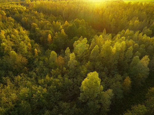 Herfstbos met kleurrijke bladeren van bovenaf gezien