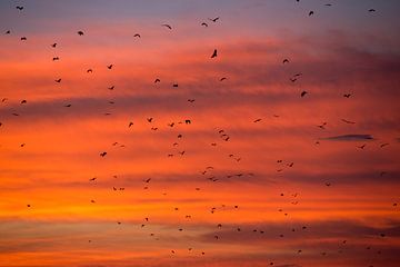 Vleermuizen vliegen weg tijdens zonsondergang - Flores Indonesie van Michiel Ton