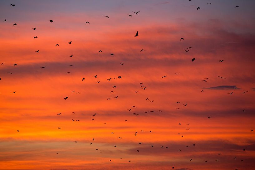 Bats fly away during sunset - Flores Indonesia by Michiel Ton