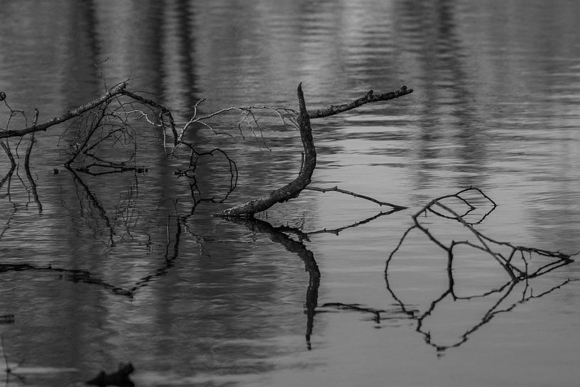 black and white by Bart Liesenborgs