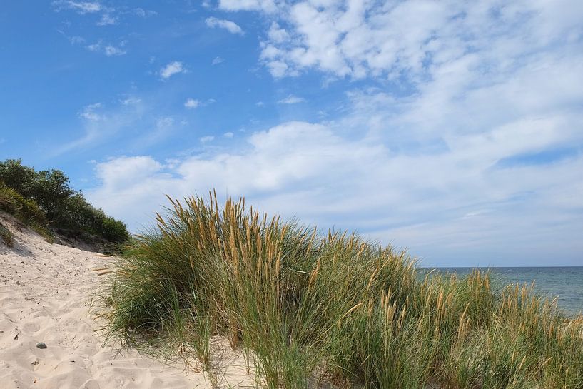 Sommerdünen von Ostsee Bilder