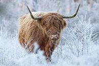 Schottische Highlander in einer Winterlandschaft von Art Wittingen Miniaturansicht