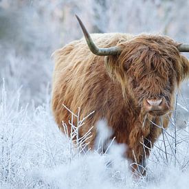 Scottish Highlander in a winter landscape by Art Wittingen