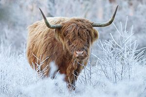 Highlander écossais dans un paysage d'hiver sur Art Wittingen