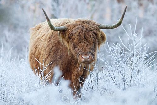 Scottish Highlander in a winter landscape