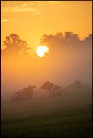 Dutch Cows