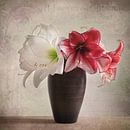 Amaryllis Vintage par Steffen Gierok Aperçu