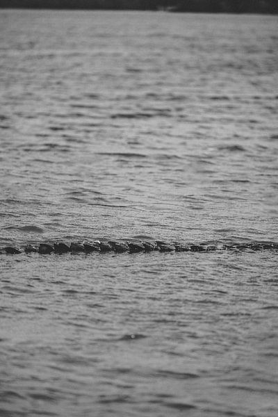 Sustainable Encounters: Eco Crocodile Tour by Ken Tempelers