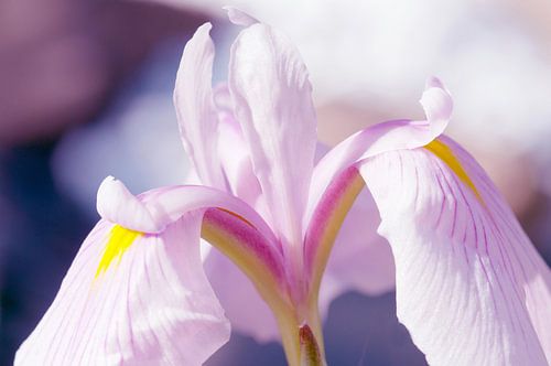 Soft pink iris ensata