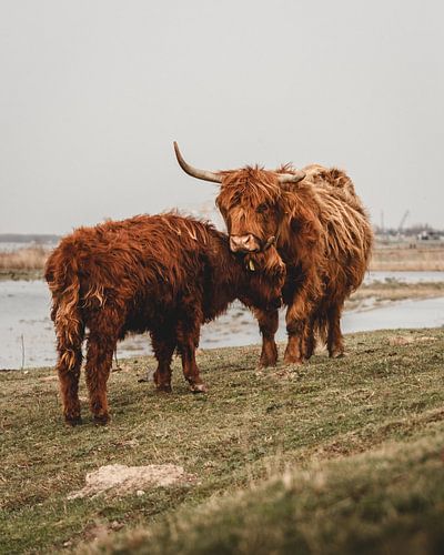 Schotse Hooglanders