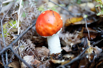 Pilz