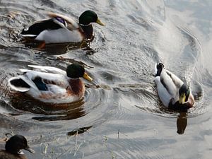 4 eenden