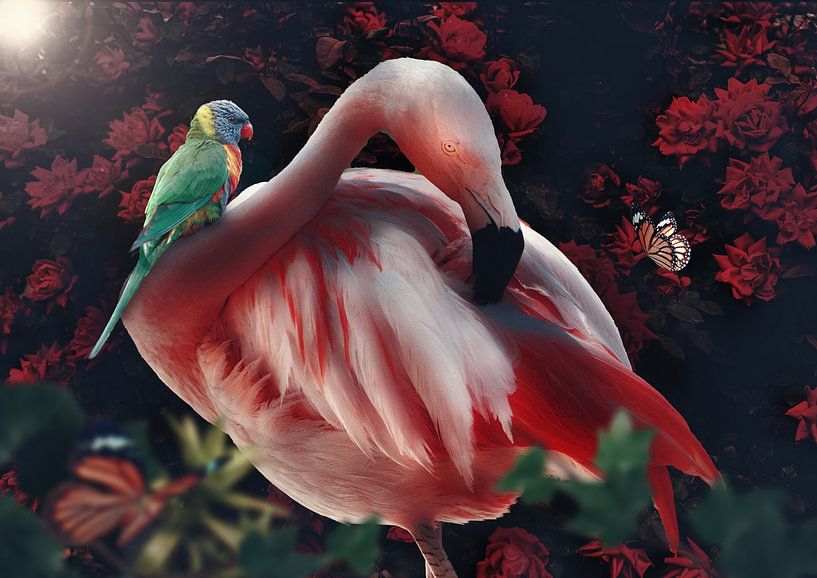 The Flamingo by Bert Hooijer