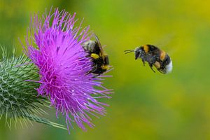 Le chardon fleuri reçoit la visite de 2 bourdons