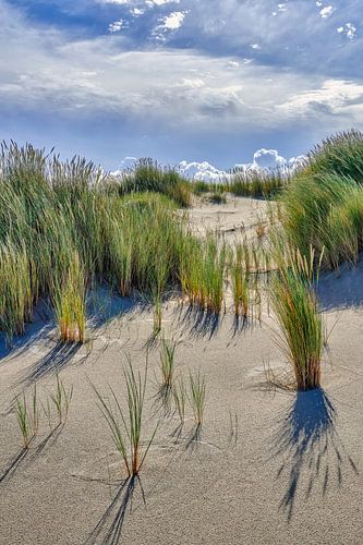 Düne und Landschaft mit blühendem Strandhafer