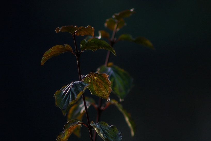 &quot;I stand alone&quot; by Scarlett van Kakerken