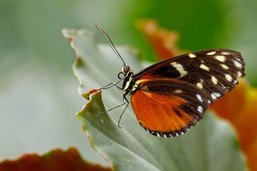 Tithorea tarricina van Anjo ten Kate