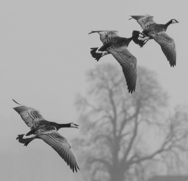 Ganzen, vlak voor de landing by Dennis Weggelaar