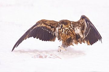 Zeearend (Haliaeetus albicilla) van Gert Hilbink