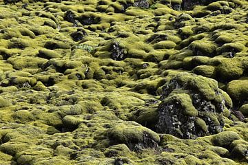  Icelandic moss landscape in bright green sur Jutta Klassen