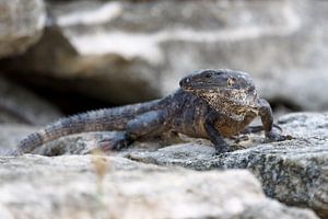 Ctenosaura similis, de Zwarte leguaan.