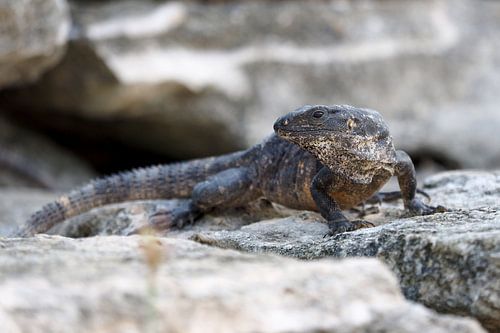 Ctenosaura similis, de Zwarte leguaan.