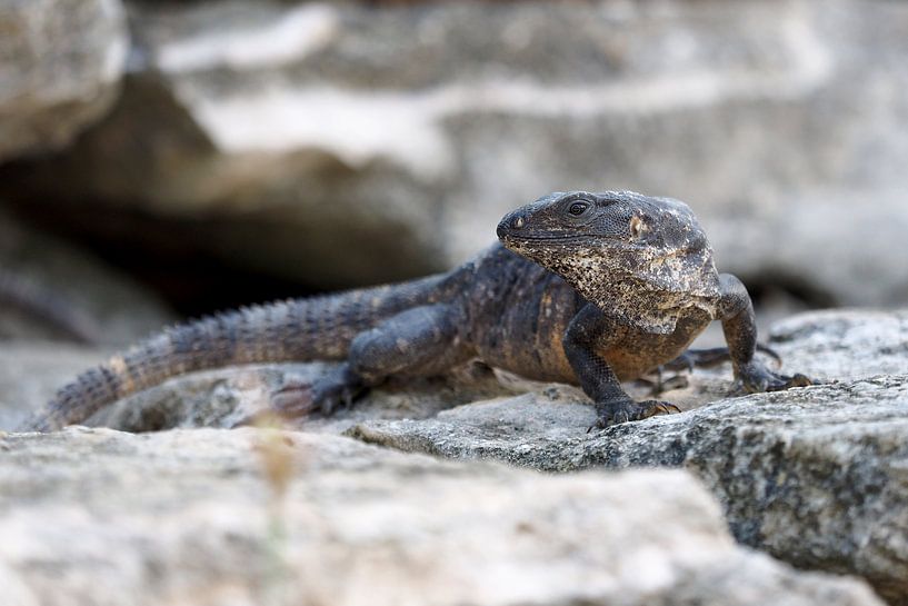 Ctenosaura similis, de Zwarte leguaan. von Astrid Brouwers
