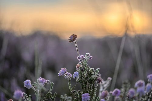 heathland at sunrise