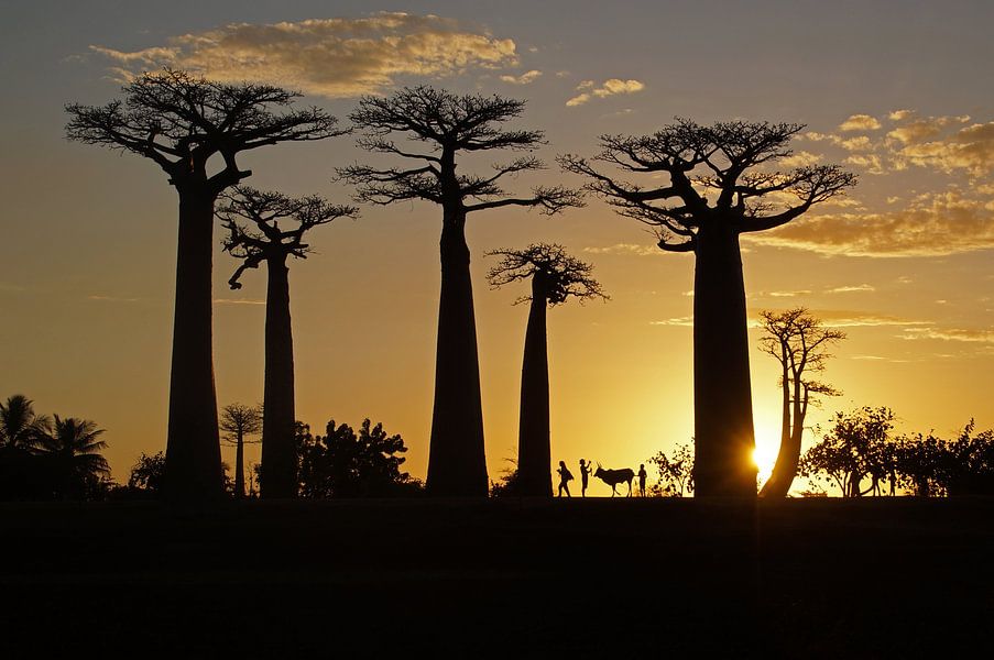 Zonsondergang bij Allée des baobabs