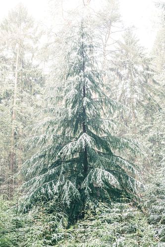 Winter dennenbos tijdens een koude winterdag